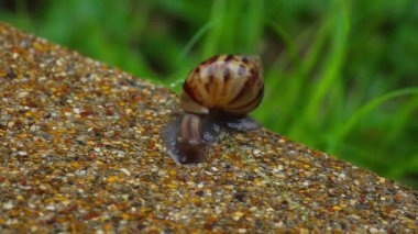 Yağmur sırasında asfaltta salyangoz