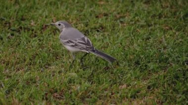Yabani kuş beyaz kuyruğu çimlerin üzerinde