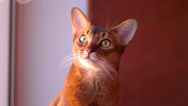 アビシニア猫の肖像画 — ストック動画