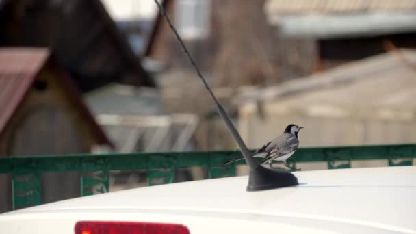 Wild bird white wagtail on a car roof — Vídeos de Stock
