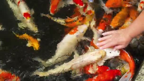 池塘中的日本锦鲤鲤鱼 — 图库视频影像