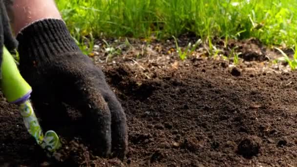 Farming sowing seeds by male hand — Stock video