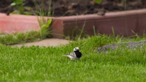 Wagtail πουλί ψάχνει για τροφή σε πράσινο γρασίδι — Αρχείο Βίντεο
