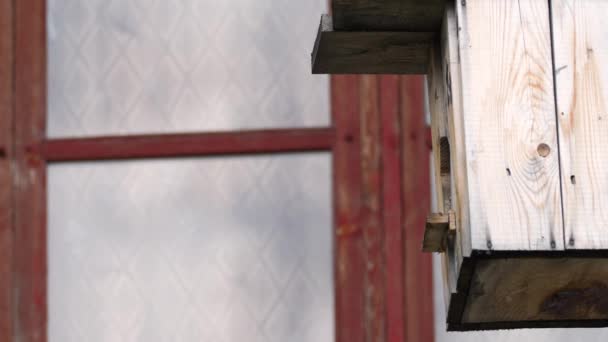 Wagtail bird flies out of the nest, slow — Video Stock