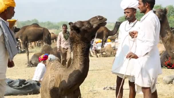 Camel e índios, feira — Vídeo de Stock