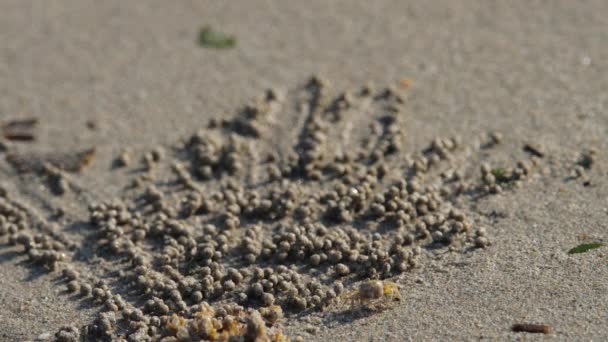 Le crabe fait des boules de sable — Video