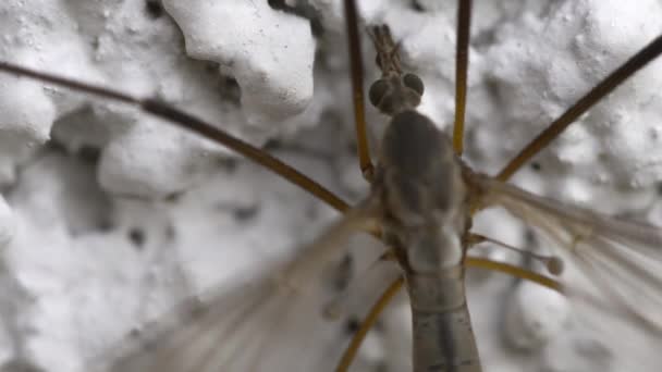 Mosquito de patas largas de cerca — Vídeos de Stock
