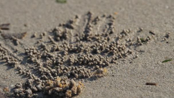 Caranguejo faz bolas de areia — Vídeo de Stock