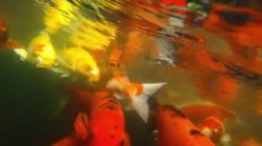 su birikintisi içinde yüzmeye süslü sazan