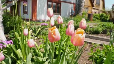 çiçek bahar bahçe