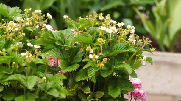 Flowering bush of garden strawberry — Stock Video