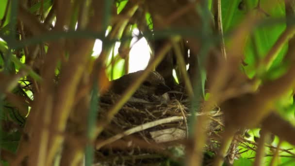 Linaria cannabina in the nest — Stock Video