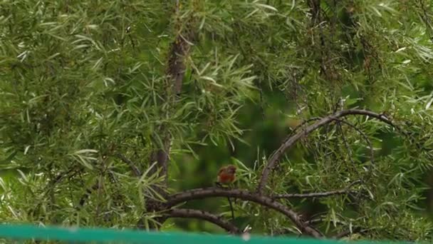 Linaria cannabina- männlicher Vogel im Frühling — Stockvideo