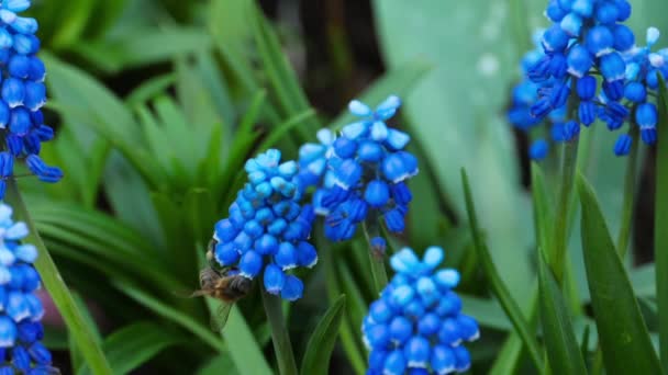 Fiori e insetti in natura — Video Stock