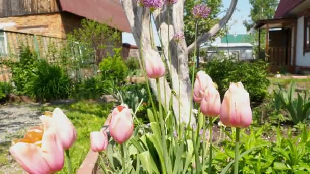 Ragyogó tavaszi tulipán virág — Stock videók