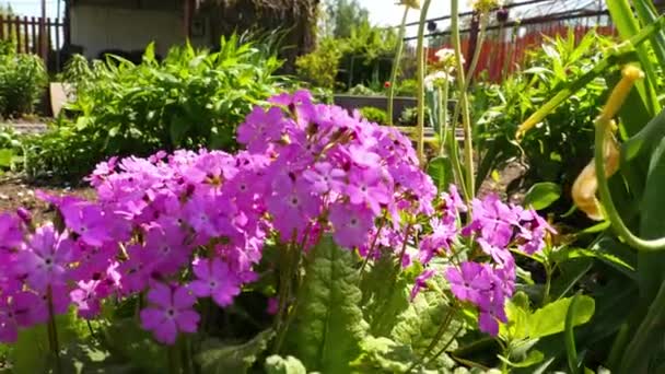 Flores de primavera, prímula ou prímula em um jardim — Vídeo de Stock