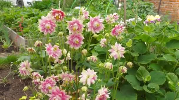 Letni ogród z kwitnącymi kwiatami — Wideo stockowe
