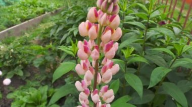 Bahçede pembe güzel lupin
