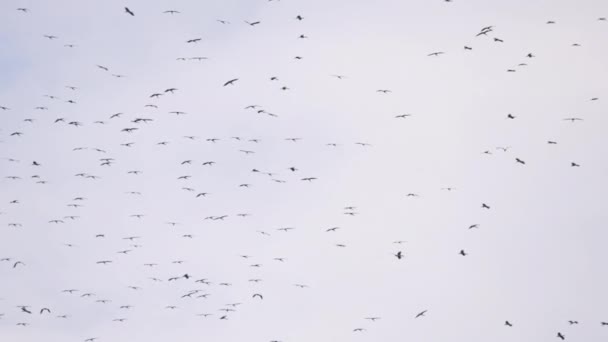 Hejno ptáků na obloze nad hlavou — Stock video