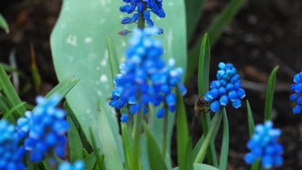 Las abejas y abejorros vuelan sobre las flores azules — Vídeo de stock