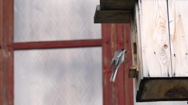 Bachstelze fliegt ins Nest — Stockvideo