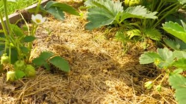 Beyaz çilek çiçeği