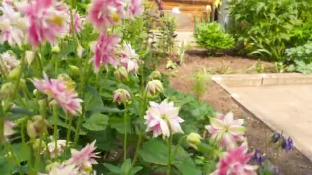 Beau buisson aquilegia dans le jardin — Video