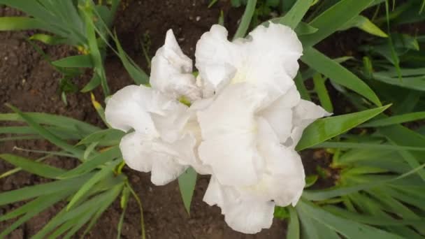 Witte iris in de tuin, bovenaanzicht — Stockvideo