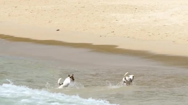 Två hundar på havskusten — Stockvideo