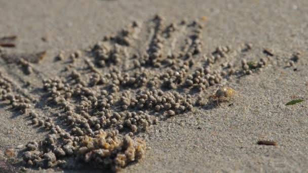Krab op het strand maakt zandballen — Stockvideo