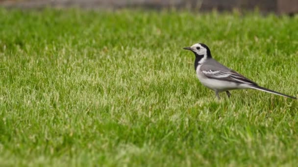 Pájaro Wagtail buscando un insecto, de cerca — Vídeos de Stock