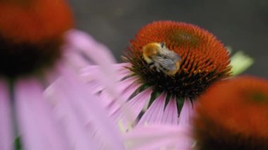 Yaz aylarında, bir çiçekte yabanarısı