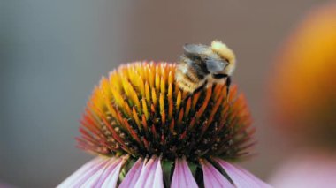Macro, bir çiçekte böcek yaban arısı
