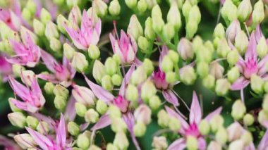 Çiçek sedum pembe makro