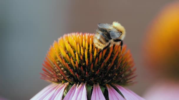 Макро, насекомое шмель на цветок — стоковое видео