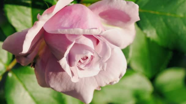Krásná růžová růže na zahradě — Stock video