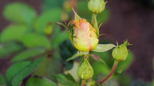Rosa variegada multicolor — Vídeo de stock