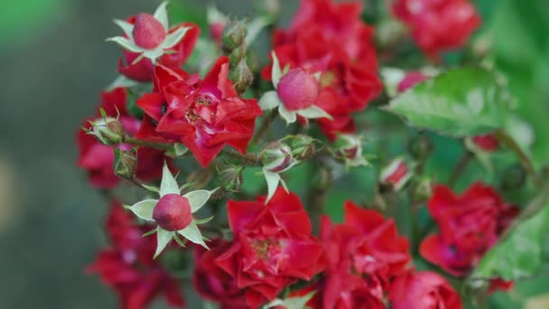 Krzew róży ogrodowej — Wideo stockowe