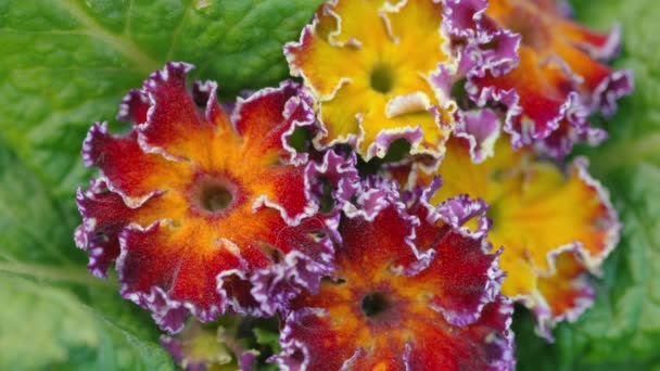 Flor prímula multicolor — Vídeo de stock