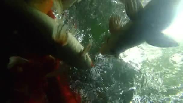 池塘中的日本锦鲤鲤鱼 — 图库视频影像