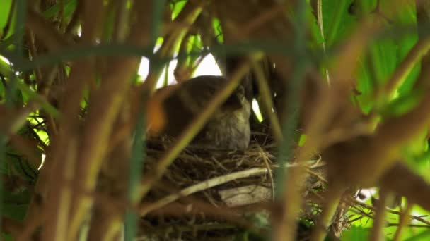 Linnet pták sedí v hnízdě — Stock video