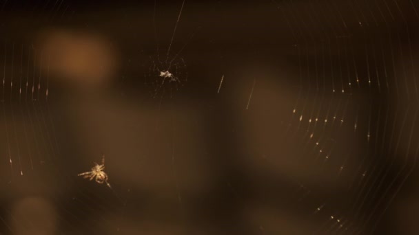 Tela de araña araña en la naturaleza — Vídeos de Stock