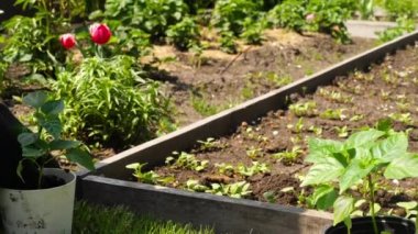 çiftçi sebze büyür