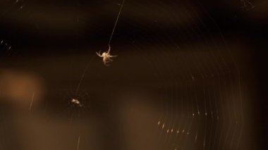 Örümcek ağ örüyor, yakın plan.