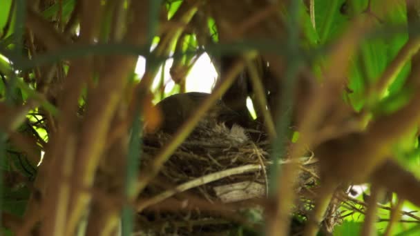 Pájaro en el nido incuba polluelos — Vídeos de Stock