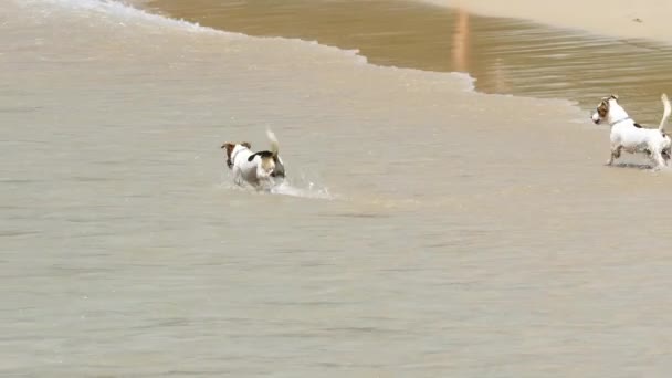 Grappige honden aan de kust — Stockvideo