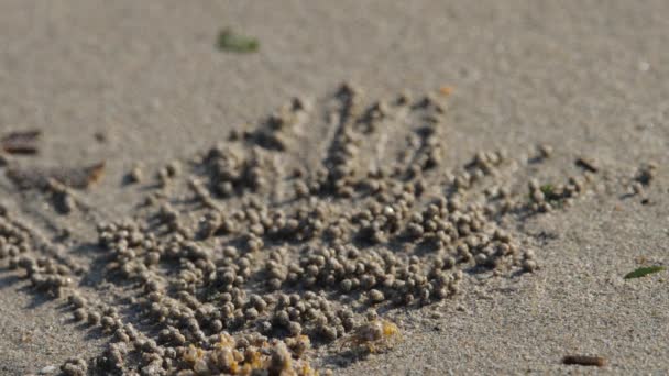 Granchio e palline di sabbia — Video Stock
