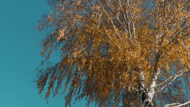 Arbre à feuilles jaunes, automne — Video