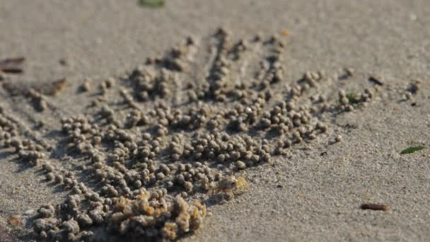 Krab maakt zandballen — Stockvideo
