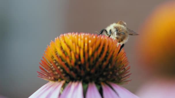 Bumblebee recoge polen — Vídeos de Stock